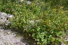 Anaphalis royleana var. concolor